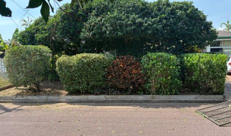 Well-maintained commercial garden with palm trees, mulched garden beds, and tidy lawn by iScape NT in Darwin.