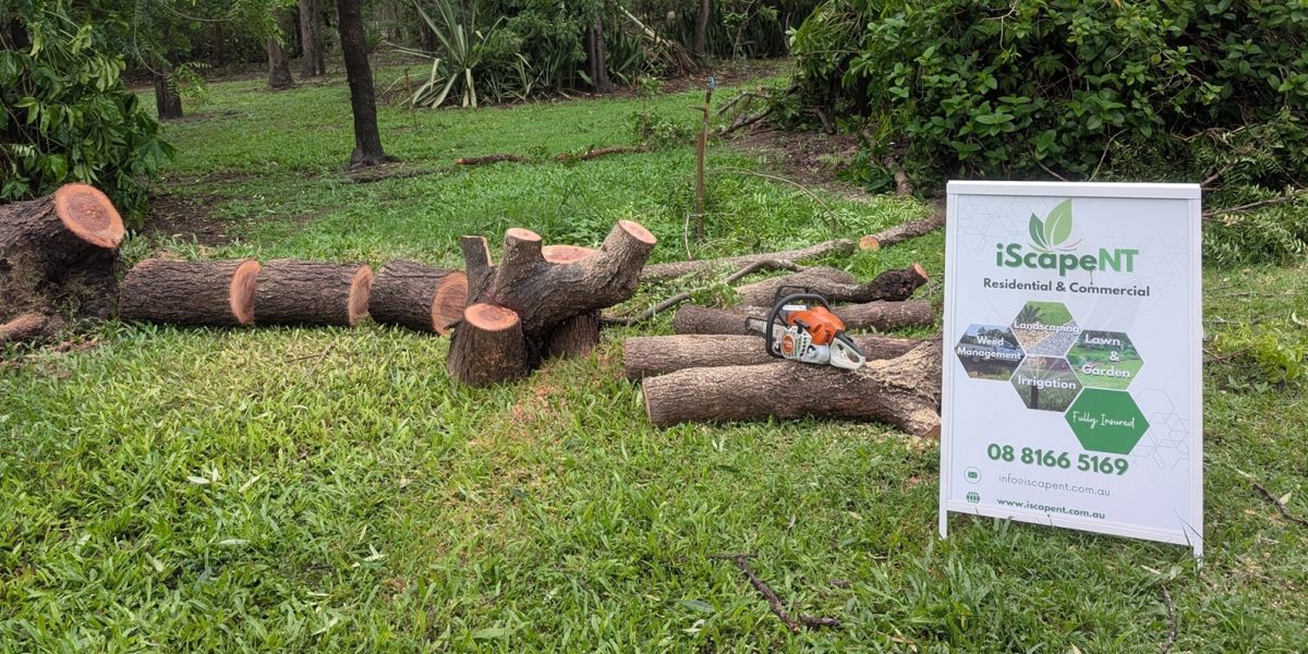 Fallen tree cut into sections with chainsaw on lawn after cyclone, with iScape NT sign displayed at the site in Darwin.